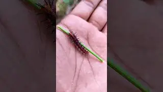 SUPER cute insects💖 #anyuniqueanimals #animals #insects #bug #caterpillar #mantis
