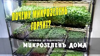 ПОЧЕМУ МИКРОЗЕЛЕНЬ ГОРЧИТ - КАК ВЫРАСТИТЬ МИКРОЗЕЛЕНЬ ДОМА НА ПОДОКОННИКЕ