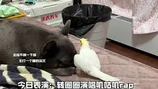 狗和鸡 Dog and the Cockatiel