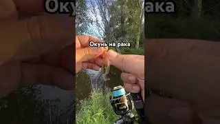 Окунь на рака #fishing #spinning #рибалка #рыбалка #спиннинг #спіннінг #микроджиг #окунь #nanojig