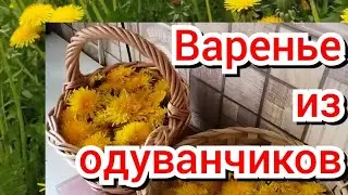 Рецепт варенья из одуванчиков.