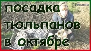 Правильная посадка тюльпанов осенью. Как и когда выкапывать и хранить тюльпаны.