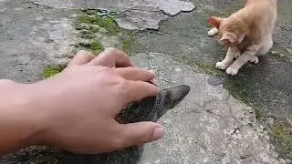 Si Orange Bawa Si Cantik