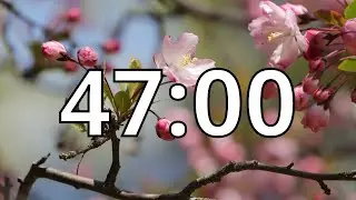 47 Minutes Timer with Music | Cherry Blossom Timer