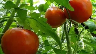 MAKING THE WORLD'S BEST TOMATO CAGES