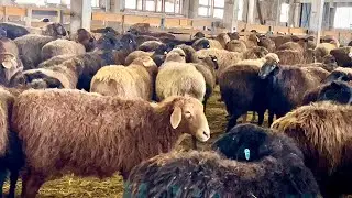 Планирование ягнят на 2023 г.