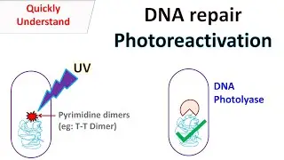 DNA repair Photoreactivation
