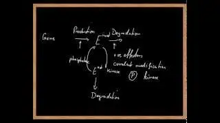 enzyme regulation.mp4