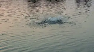 WHITE BASS FRENZY- Insane top water action