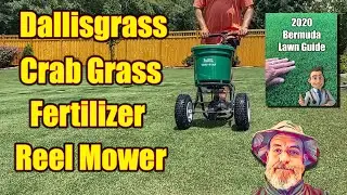 Dallisgrass in Bermuda Lawn - Summer Lawn Care Tips