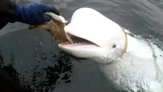 This Beluga whale is believed to be a spy trained by Russia