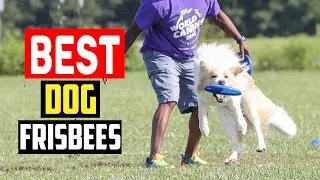 ✅Top 5 Best Dog Frisbees in 2024