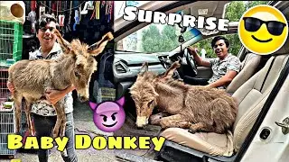 Surprise😎||baby donkey🐴 😈||sw pet house😎