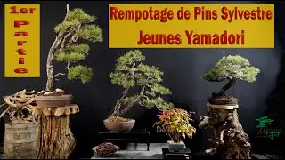 Rempotage de mes Pins Sylvestres travailler en #bonsai sur #artpaysage partie 1 en 3 volets