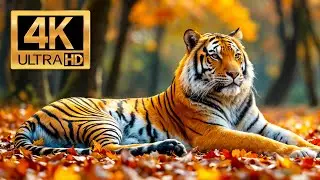 Animal Kingdom 4K: African wildlife collection in 4K - Scenic Wildlife Film With Calming Music