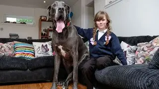 Top Ten BIGGEST DOGS In The World!