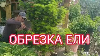 ОБРЕЗКА ЕЛИ .КАК СДЕЛАТЬ ЕЛЬ КРАСИВОЙ И ПУШИСТОЙ 🤔👍🤗