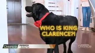 King Clarence makes his television debut on NH Chronicle!  - FULL SEGMENT