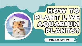 How To Plant Live Aquarium Plants? - PetGuide360.com