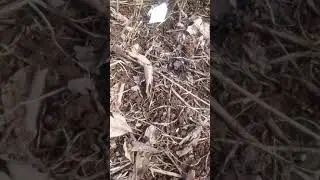 Кавказская серая горная пчела