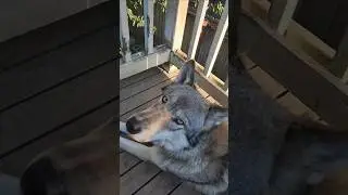 Wolves Love Feather Pillows! #petwolf #wolfpup #wolfdog