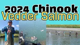 Vedder Spring Chinook salmon fishing and the salmon they caught on the Vedder river in 2024