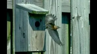 How to build an inexpensive Eastern Bluebird house