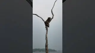 How Did You Get Out Here? | Raccoon Stuck In Submerged Tree #fishing