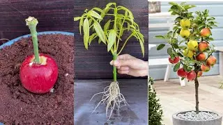 SUPER SPECIAL TECHNIQUE for propagating mango with apple , super fast growth