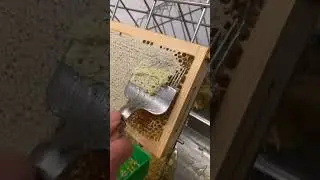 😍😍😍#satisfying #honey #honeycomb #bee #tremdingshorts  #satisfyingvideo