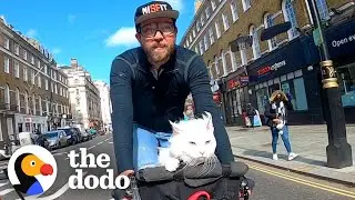 Deaf Cat Loves Riding Around London With Her Dad | The Dodo Cat Crazy