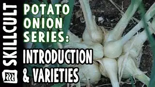 All About Potato Onions #1, Intro to and varieties of (Perennial Multiplier Onions)