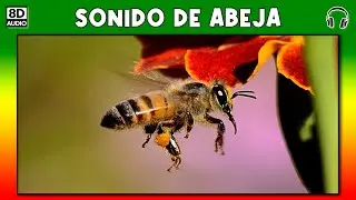 SONIDO DE ABEJA 🐝