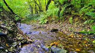 Enjoy the pleasant murmur of the stream in the forest, relax and unwind. Complete relaxation.