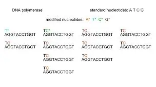 Automated DNA sequencing Animation