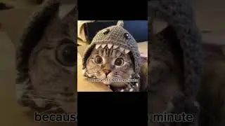 Send this to your 💋Best friend💋 #tiktok #fyp #cat #viral #friends #kitties