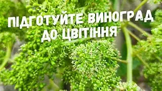 Пасинкування, підвязка, нормування ,оприскування винограду перед цвітінням