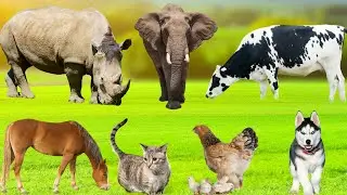 Vivid Farm Animals: Duck, Cow, Chicken, Dog, Sheep, Cat, Rabbit, Goat, Elephant - Farm Animal Sounds