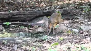 The Lesser Mouse-Deer is way too cute!