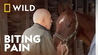 Why Can't This Hungry Horse Eat? | The Incredible Dr. Pol | National Geographic WILD UK