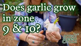 Growing Garlic in Zones 9 & 10??