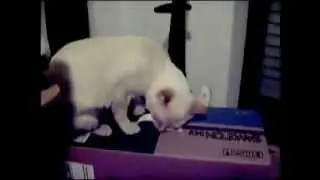 Cat Nibbling On Some Plastic