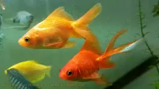 Beautiful Fishes in Aquarium