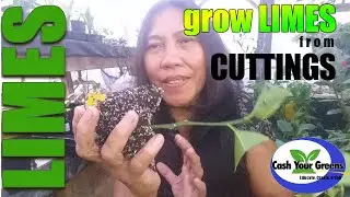 HOW TO GROW LIME TREES FROM CUTTINGS / Propagating Citrus Trees