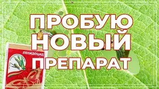 Лепидоцид. Препарат от гусениц. Обзор, инструкция по применению, результат.
