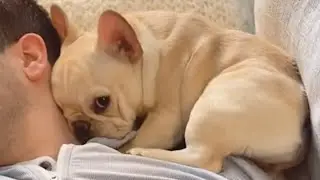 If you're looking for a amusing friend, get a dog
