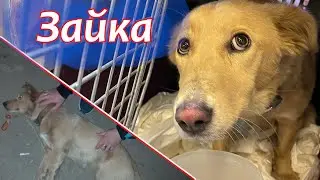 Сбитая собака целует руки и с надеждой заглядывает в глаза