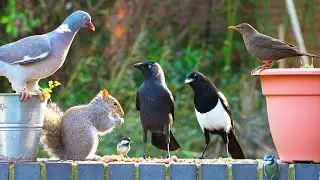 Cat TV for Cats to Watch 😸 Birds & squirrels eat in the evening sun 🕊🐿 Bird Videos for Cats (4K)