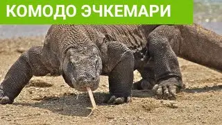 Йирткич Хайвонлар Комодо эчкемари Дахшатли аждахо 