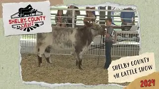 2024 Shelby County Fair - 4H Cattle Show